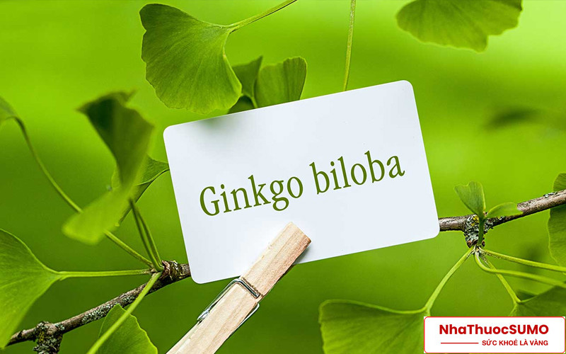 Ginkgo Biloba là thành phần quen thuộc trong các sản phẩm bổ não