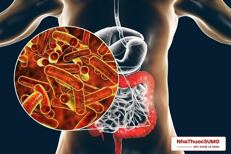 Nhờ các lợi khuẩn có trong Antibio mà hệ men vi sinh đường ruột được cân bằng