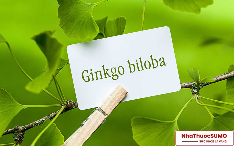 Ginkgo biloba sẽ giúp thúc đẩy lưu thông máu