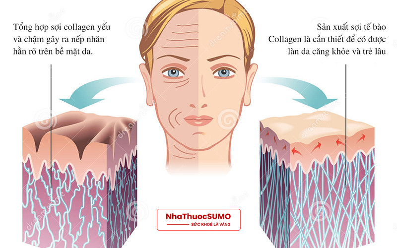 Collagen là tác nhân chính giúp giữ độ đàn hồi và săn chắc cho da