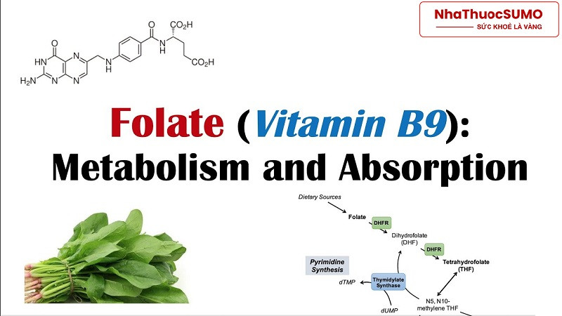 Cấu trúc hóa học của Folate - một chất rất quan trọng đối với sự phát triển não bộ