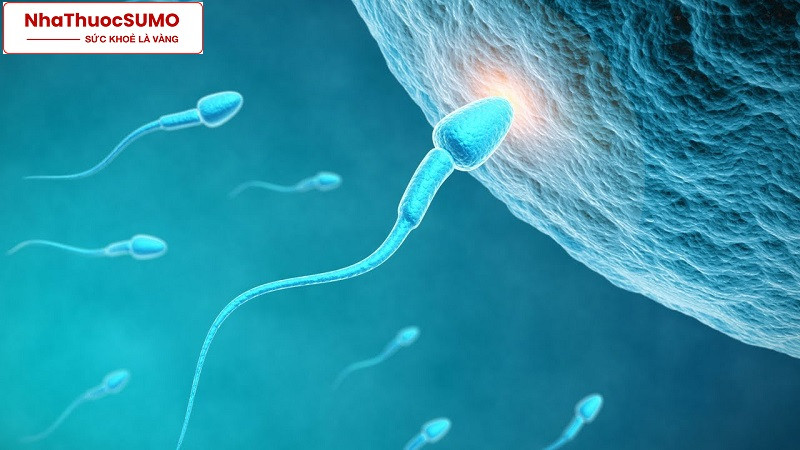 Chất lượng tinh trùng quyết định khả năng sinh sản ở nam giới