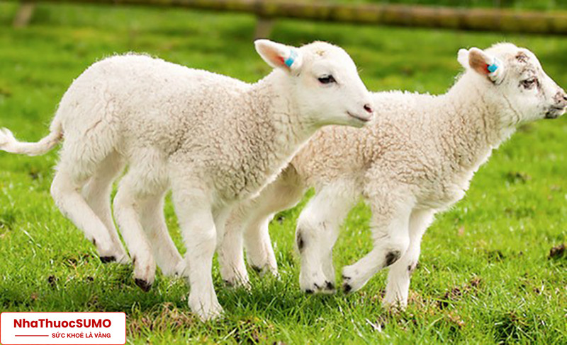Nhau thai cừu cung cấp rất nhiều dưỡng chất hữu ích đối với sức khỏe đặc biệt là làn da của chúng ta