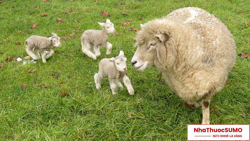 Nhau thai cừu là một trong những sản phẩm được sử dụng để làm đẹp phổ biến