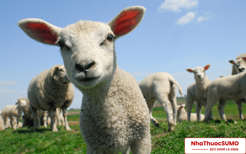 Nhau thai cừu là một trong những nguồn dinh dưỡng tuyệt vời cho làn da chúng ta