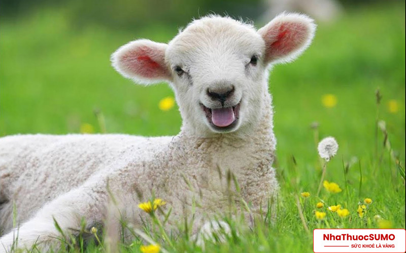Nhau thai cừu chứa nhiều chất dinh dưỡng rất bổ ích cho con người