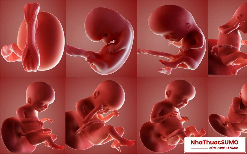 Prenatal cũng sẽ được phát triển toàn diện từ não bộ tới các bộ phận trong cơ thể