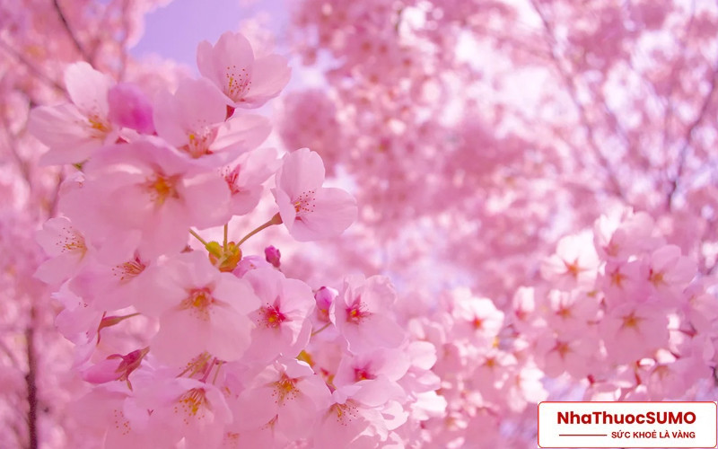 Thành phần Sakura trong thuốc giúp làm chậm quá trình lão hoá