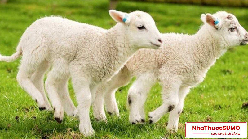 Các chế phẩm từ nhau thai cừu lần đầu xuất hiện tại xứ sở Úc, sau đó được nhập khẩu và phân phối tại nhiều thị trường trên thế giới.