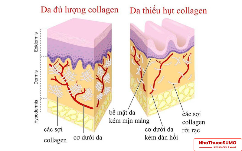 Tầm quan trọng của collagen đến độ đàn hồi và săn chắc của