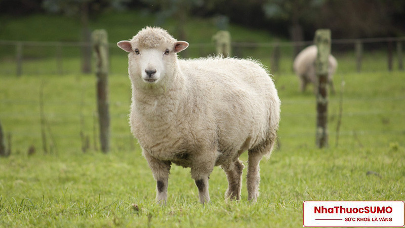 Nhau thai cừu là một thành phần làm đẹp quen thuộc