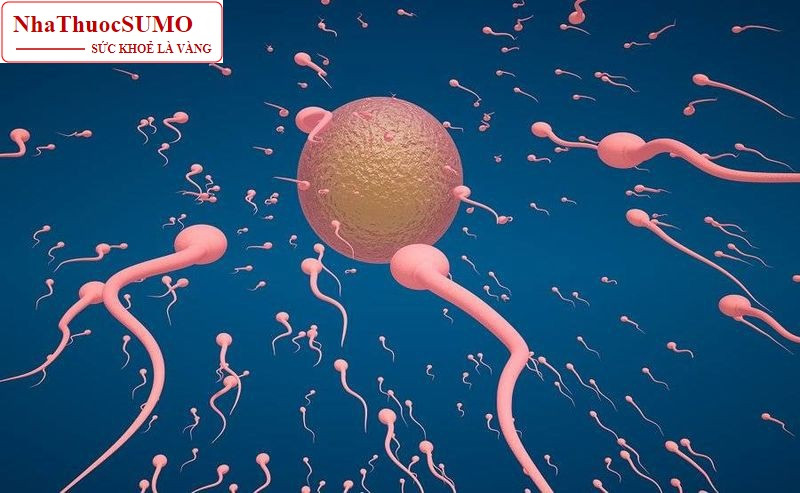 Thuốc kích trứng giúp trứng phát triển nhanh hơn, tăng tỉ lệ gặp tinh trùng