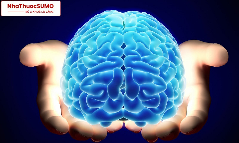 Công dụng chính của thuốc là bổ não, tăng cường trí nhớ