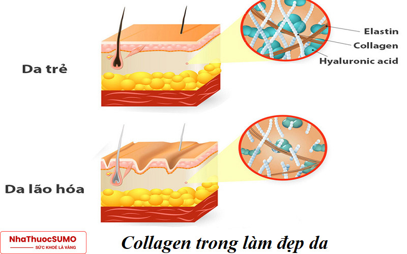 Collagen là một thành phần quan trọng giúp tăng độ đàn hồi của da, làm da căng mịn săn chắc hơn